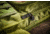 Allen Gear Fit Pursuit Shocker 52in Lockable Shotgun Case, Olive/Mossy Oak NWTF Obsession, 961-52