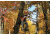Caldwell DeadShot TreePod 484148