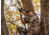 Caldwell Max Grip Slim Sling, FDE, 1131996