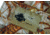 Du-Ha Dri-Hide Shotgun Protector Flushing Pheasants, Shotgun, DWR Coating, Tan, 90520