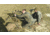 Hog Saddle ENHANCED SS Loophole Rifle Sling