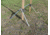 Hyskore Extreme Range Target Hound, OD Green, 30320