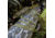 Primos Hunting Shotgun Case, 52in, Hang Tag, Mossy Oak Bottomland, 65636
