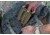 Sentry Armadillo AR-15 Water Resistant Firearm Cover, Moss Green, 19DC01MG