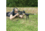Shooters Ridge 40857 Pivot Bipod 13.5-23 in