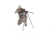 Swagger 6.75 - 29 in Hunter Bipod, Black, SWAG-BP-HT29