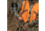 TACSHIELD BUCKHORN GRIP SLING, TAC-GRIP CY
