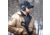 War Bird Intrepid BT-Bluetooth Rechargeable 23dB Earmuffs with Gel Ear Seals, Black, EAINBT