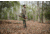 WOOX Wild Man Precision Stock - Remington Model 700 BDL Mini Chassis, Right Hand, Short Action, Walnut, SH.GNS001.03